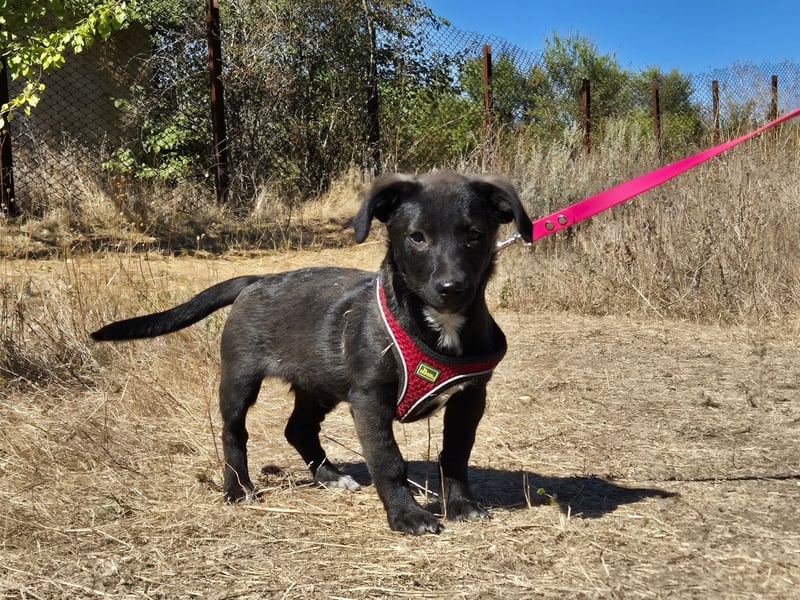 Kleiner Ron sucht ein Zuhause