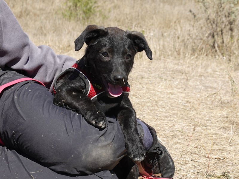 Kleiner Ron sucht ein Zuhause