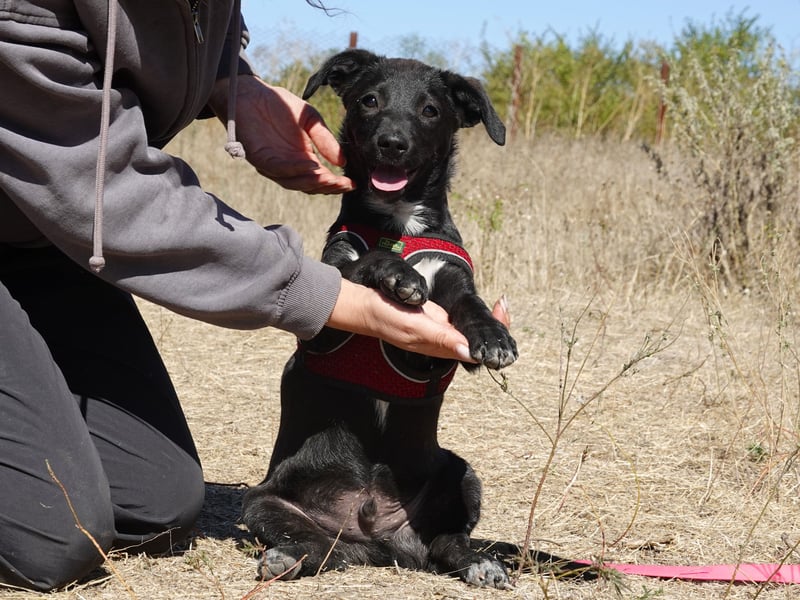 Kleiner Ron sucht ein Zuhause