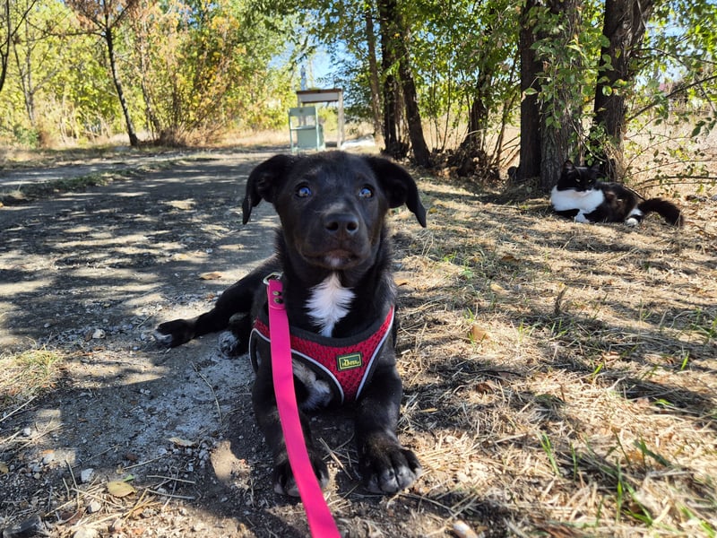 Kleiner Ron sucht ein Zuhause