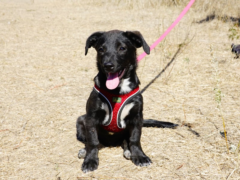 Kleiner Ron sucht ein Zuhause