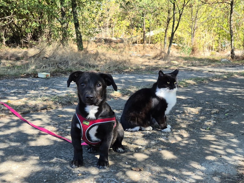 Kleiner Ron sucht ein Zuhause