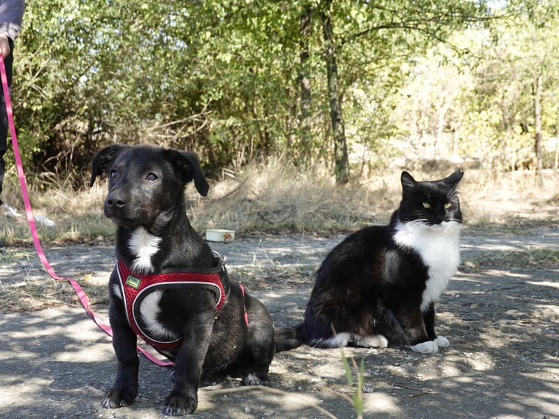 Kleiner Ron sucht ein Zuhause