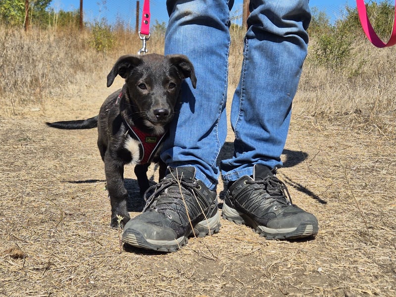 Kleiner Ron sucht ein Zuhause