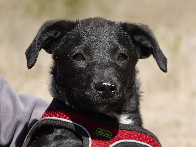 Kleiner Ron sucht ein Zuhause