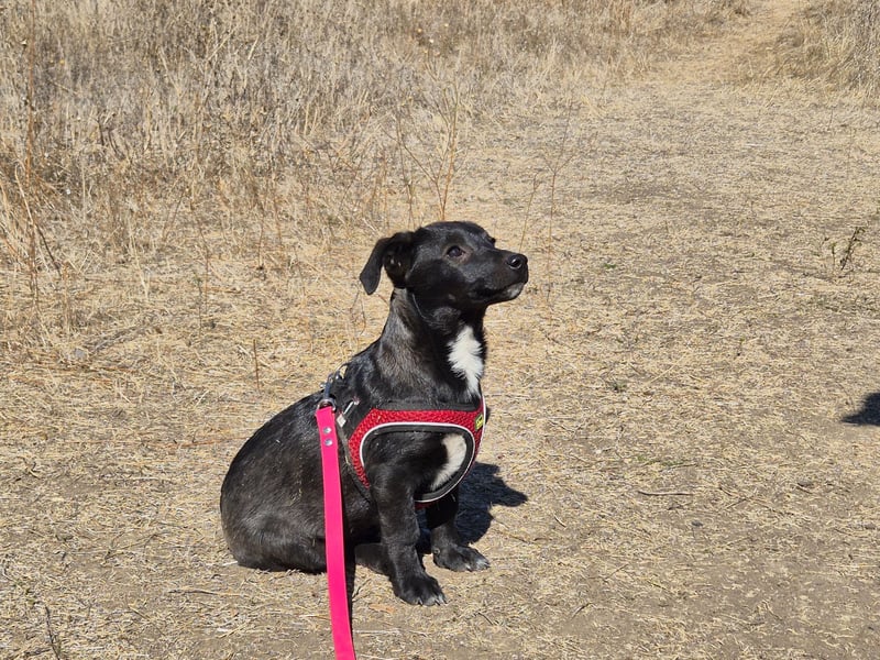 Kleiner Ron sucht ein Zuhause