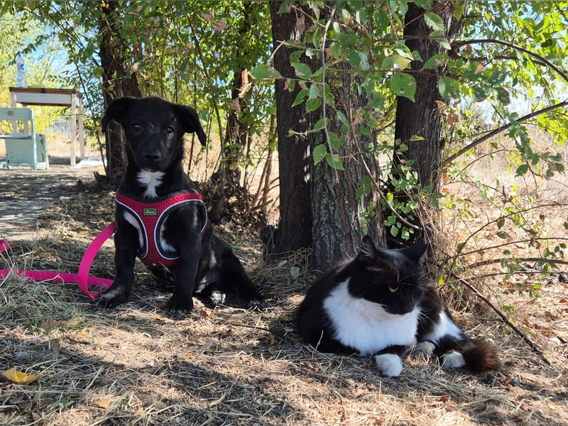 Kleiner Ron sucht ein Zuhause