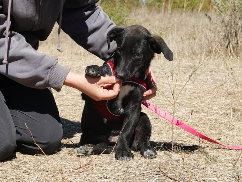 Kleiner Ron sucht ein Zuhause