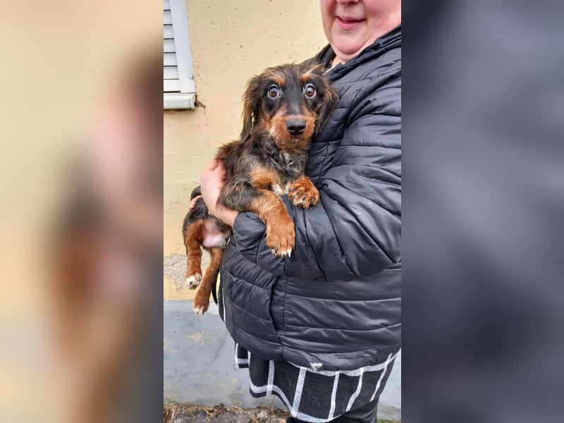 Dale sucht seine Familie