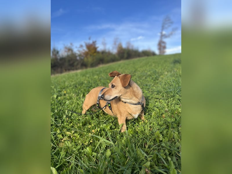 Ginger - Traumhund sucht ihre Familie!