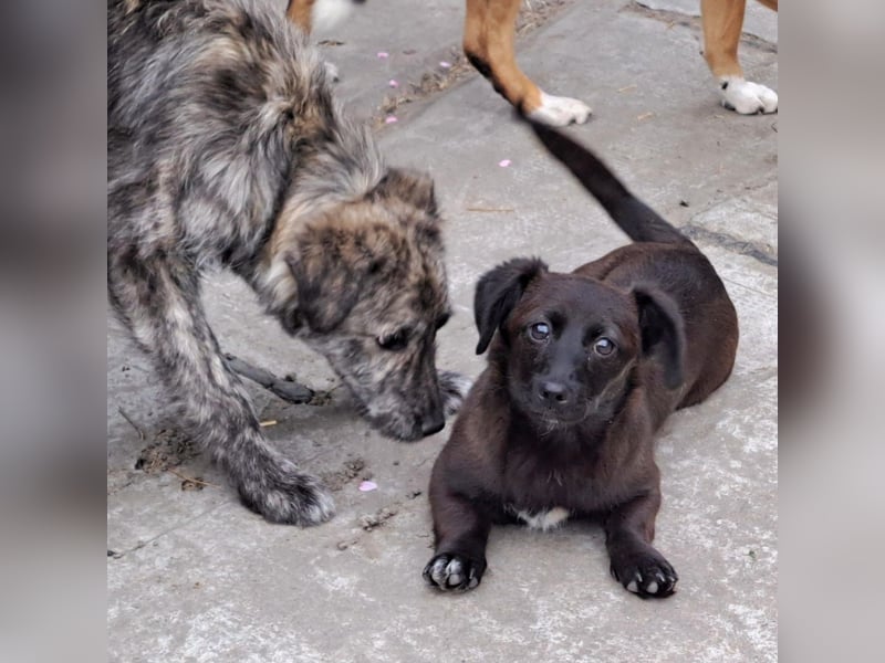 Welpe Elli möchte Rumänien schnell verlassen