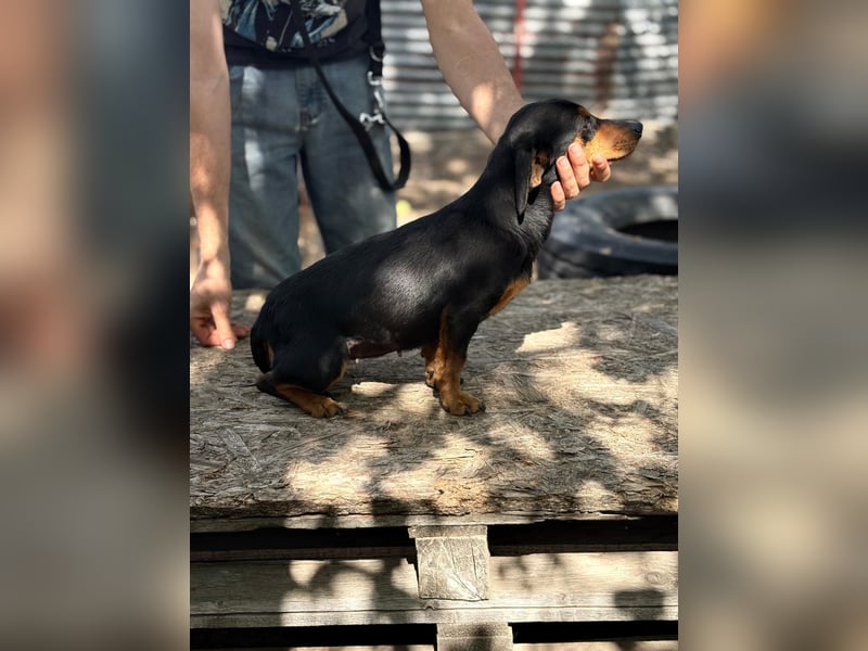 Alizee sucht ihren Lieblingsmenschen