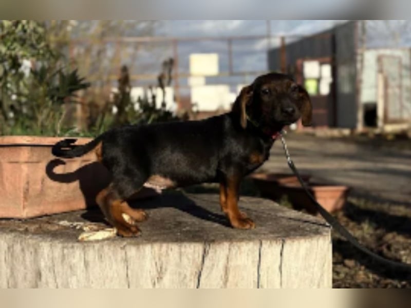 Loik - kleiner süßer Dackelmann