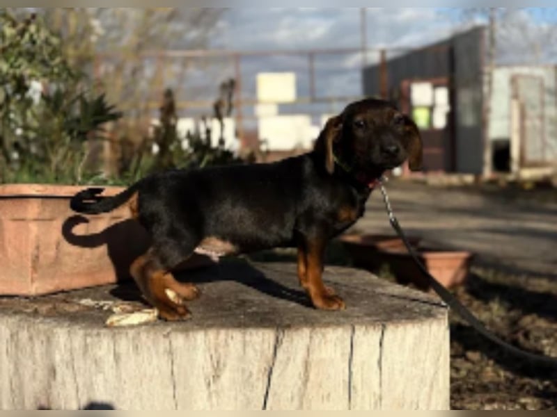 Loik - kleiner süßer Dackelmann