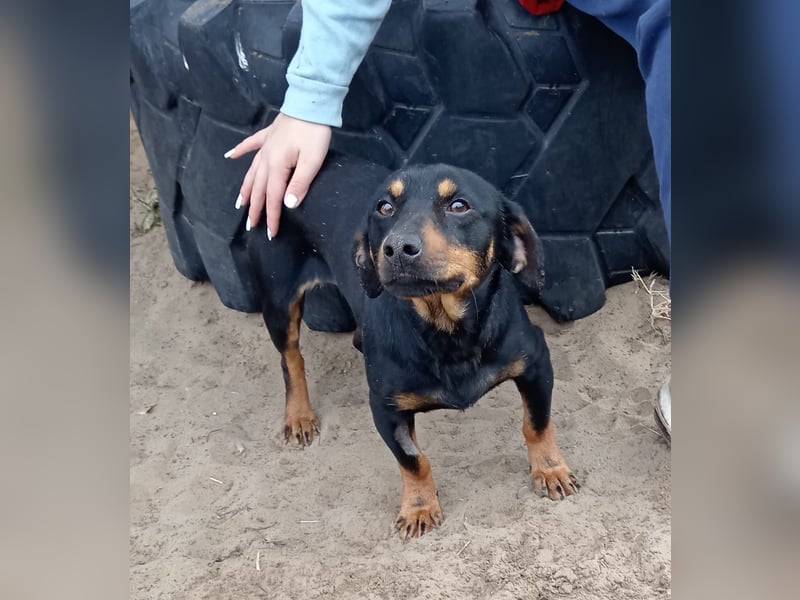 Fortunato - Süßer Dackelmix sucht ein warmes Plätzchen!