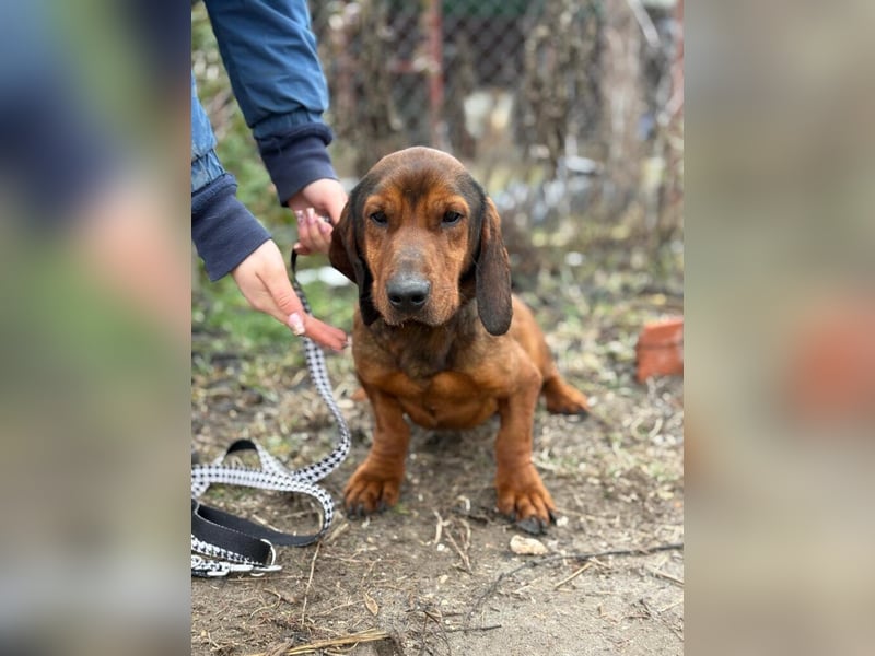 Louis sucht eine Familie