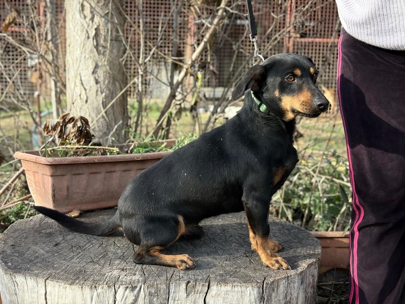 Fortunato - Süßer Dackelmix sucht ein warmes Plätzchen!