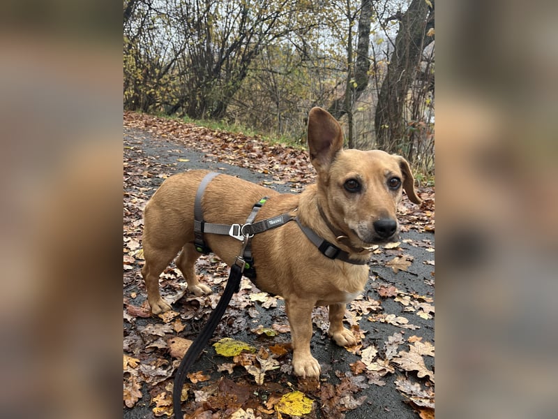 Ginger - Traumhund sucht ihre Familie!