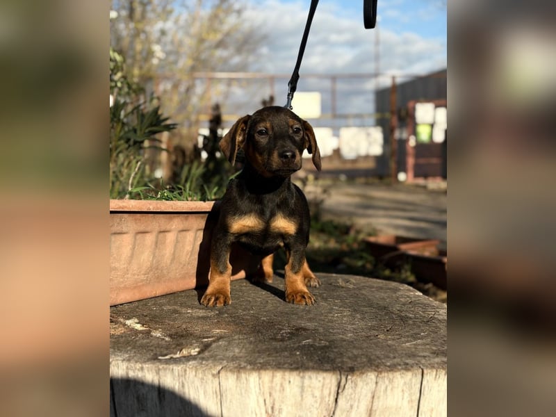 Loik - kleiner süßer Dackelmann