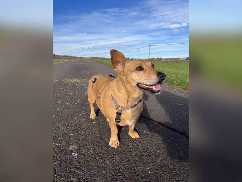 Ginger - Traumhund sucht ihre Familie!