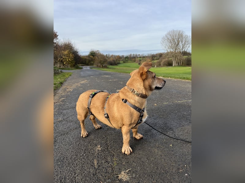 Ginger - Traumhund sucht ihre Familie!