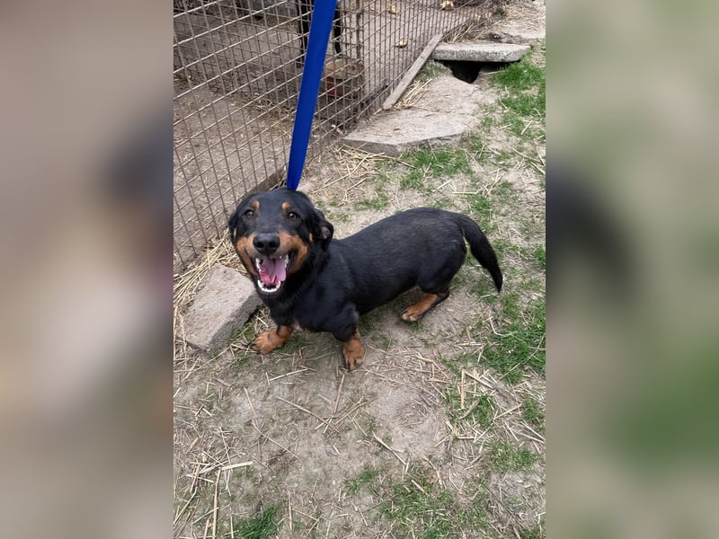 Drazsé wartet auf sein großes Glück