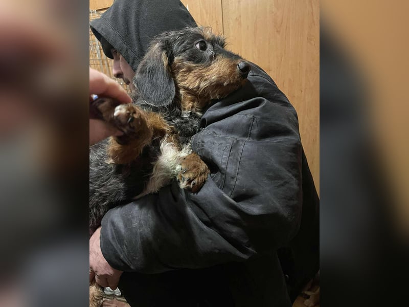 Dale sucht seine Familie