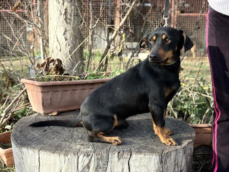 Fortunato - Süßer Dackelmix sucht ein warmes Plätzchen!