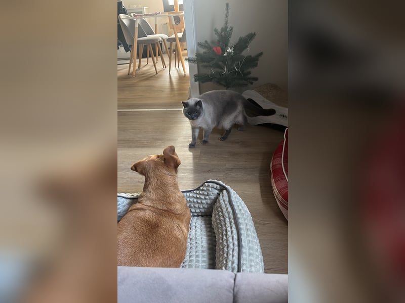 Ginger, fröhliche Hundedame