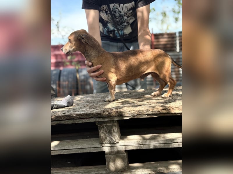 Dumbi , ein kleiner Dackel mit großem Herzen, sucht dich