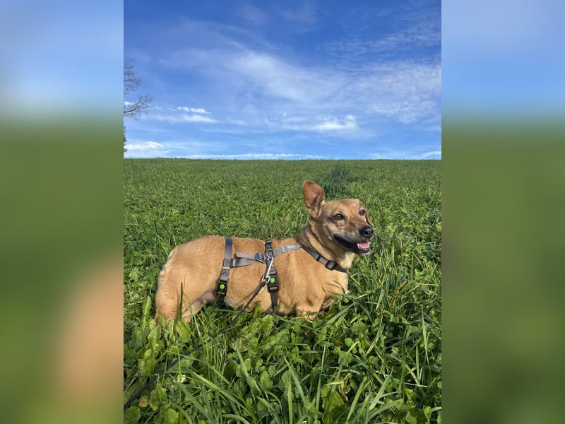 Ginger - Traumhund sucht ihre Familie!