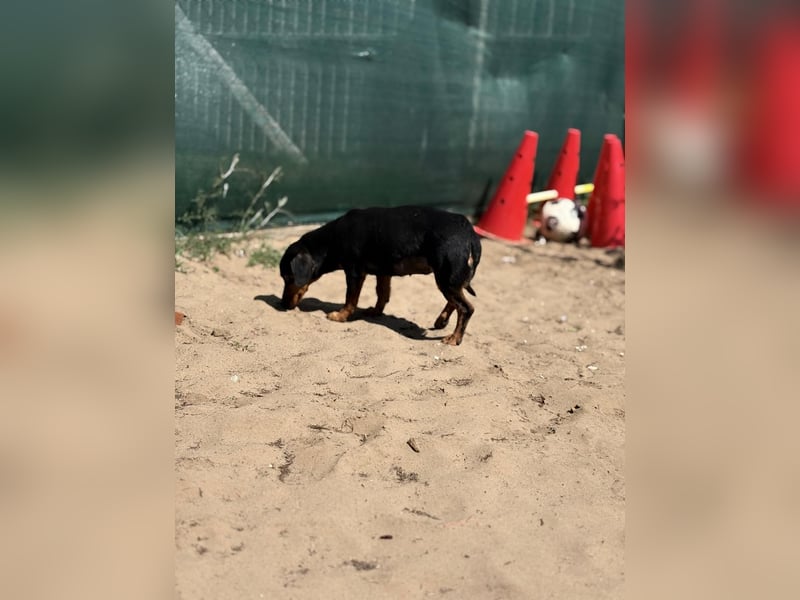 Alizee sucht ihren Lieblingsmenschen
