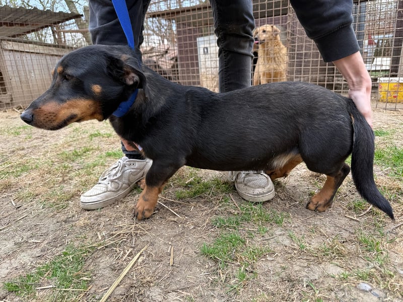 Drazsé wartet auf sein großes Glück