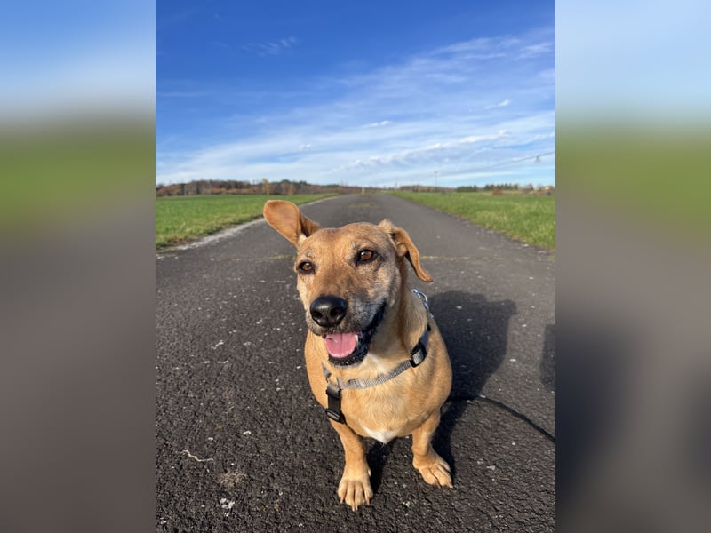 Ginger, wartet in 51580 Reichshof