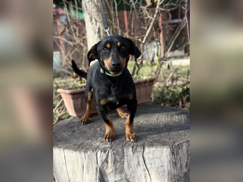 Fortunato - Süßer Dackelmix sucht ein warmes Plätzchen!