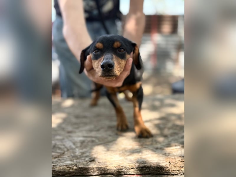 Alizee sucht ihren Lieblingsmenschen