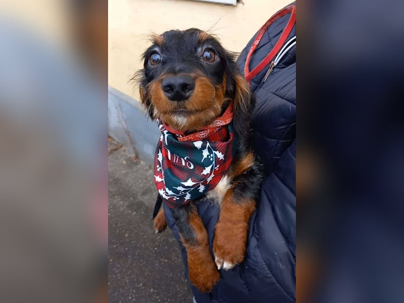 Chip sucht seine Menschen