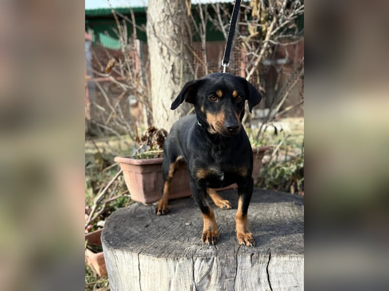 Fortunato - Süßer Dackelmix sucht ein warmes Plätzchen!