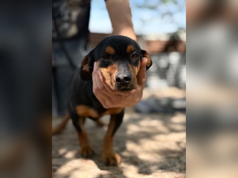 Alizee-wer dacktelt da ins neue Heim?