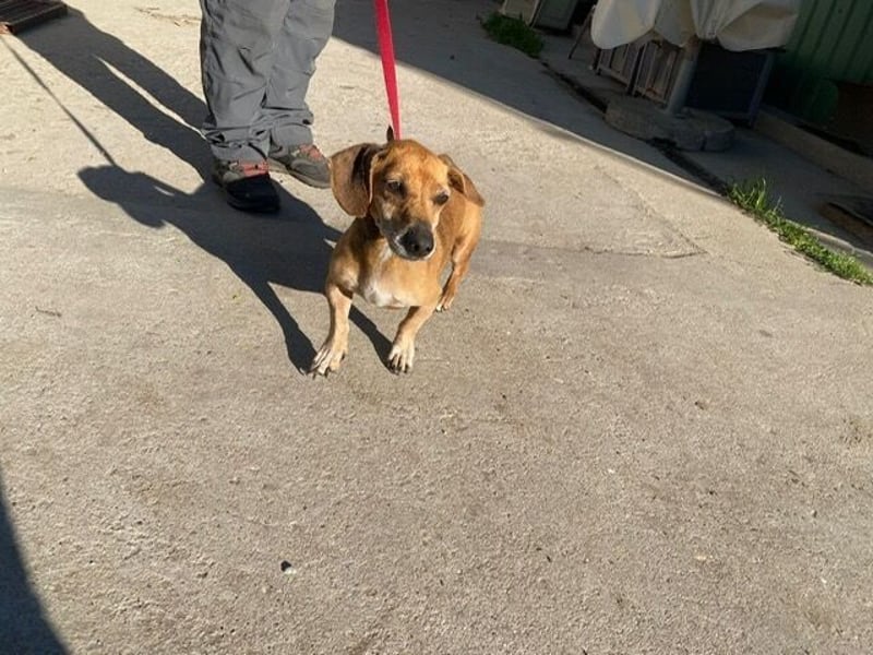 Dumbi , ein kleiner Dackel mit großem Herzen, sucht dich