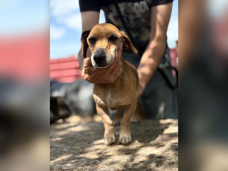 Dumbi , ein kleiner Dackel mit großem Herzen, sucht dich