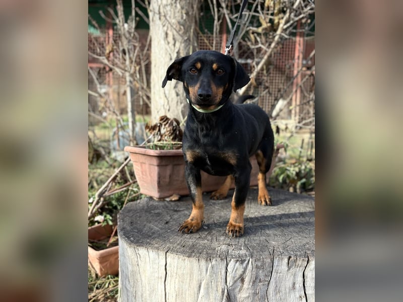 Fortunato - Süßer Dackelmix sucht ein warmes Plätzchen!