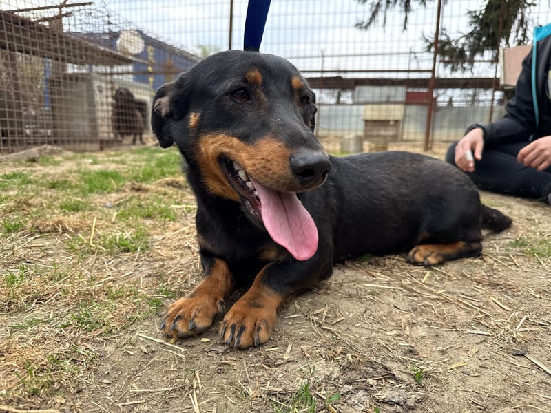 Drazsé wartet auf sein großes Glück