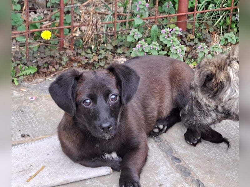 Welpe Elli möchte Rumänien schnell verlassen