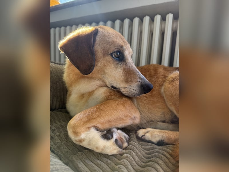 Guszti sucht ein ruhiges Plätzchen