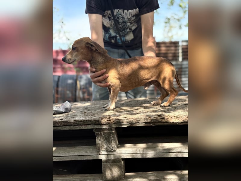 Dumbi , ein kleiner Dackel mit großem Herzen, sucht dich