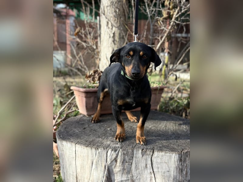 Fortunato - Süßer Dackelmix sucht ein warmes Plätzchen!