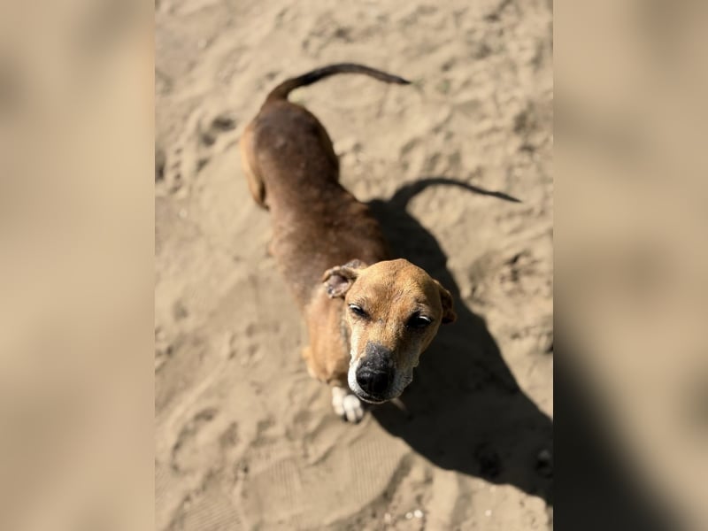 Dumbi , ein kleiner Dackel mit großem Herzen, sucht dich