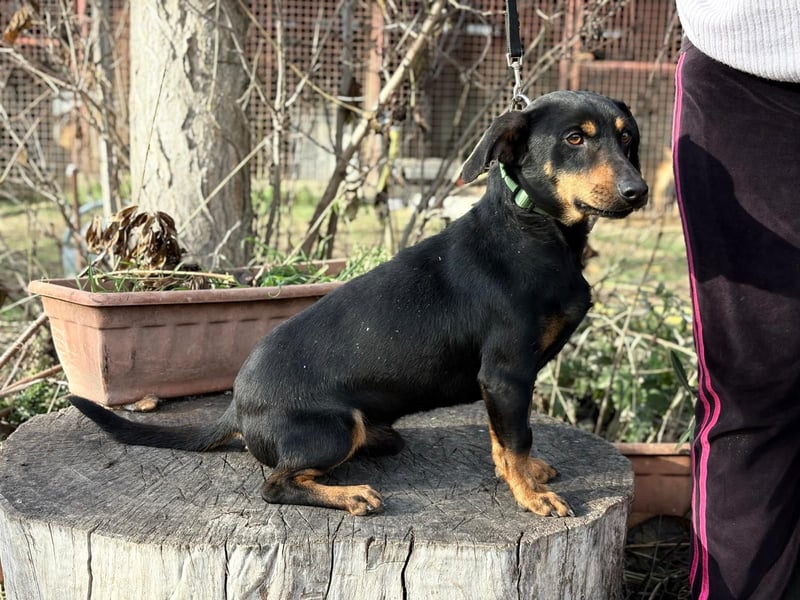 Fortunato - Süßer Dackelmix sucht ein warmes Plätzchen!