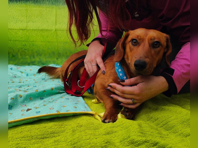 Tekergö, kleiner, feiner Hundemann